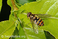 Behaarte Schwebfliege (Syrphus torvus) (C338293) Behaarte Schwebfliege (Syrphus torvus) (C338293)