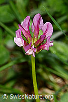 Trifolium alpinum (C338296)