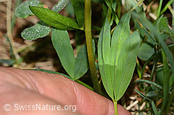 Trifolium alpinum (C338300)