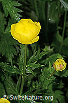 Trollius europaeus (C338302)