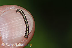 C338825: Orangegelber Breitflügelspanner Raupe (Agriopis aurantiaria)