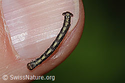 C338826: Orangegelber Breitflügelspanner Raupe (Agriopis aurantiaria)