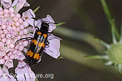 Veränderlicher Ölkäfer (Mylabris variabilis)