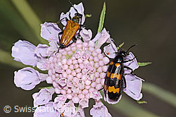 Paracorymbia hybrida and Mylabris variabilis on Scabiosa columbaria (C338895)
