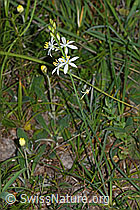 Anthericum liliago (C338902)