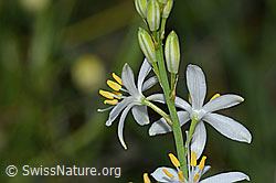 Astlose Graslilie (Anthericum liliago) (20.06.2025, C338908)