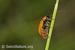 Foto: Exosoma lusitanicum (Blattkäfer)