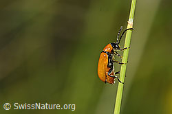 Foto: Exosoma lusitanicum (Blattkäfer)