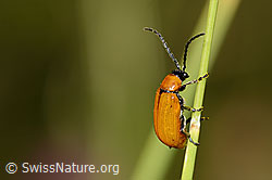 Foto: Exosoma lusitanicum (Blattkäfer)
