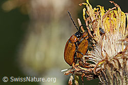 Foto: Exosoma lusitanicum (Blattkäfer)