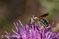 Photo: Andrena hattorfiana on Centaurea scabiosa