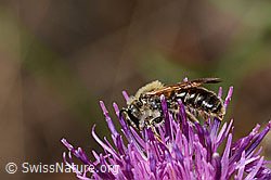 Knautien-Sandbiene (Andrena hattorfiana) auf Skabiosen-Flockenblume (Centaurea scabiosa) (C339072)