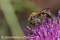 Neu in SwissNature.org: Knautien-Sandbiene (Andrena hattorfiana) auf Skabiosen-Flockenblume (Centaurea scabiosa)