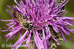 Knautien-Sandbiene (Andrena hattorfiana) auf Skabiosen-Flockenblume (Centaurea scabiosa) (C339076)