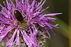 Knautien-Sandbiene (Andrena hattorfiana) auf Skabiosen-Flockenblume (Centaurea scabiosa) (C339079)