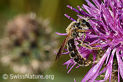 Knautien-Sandbiene (Andrena hattorfiana) auf Skabiosen-Flockenblume (Centaurea scabiosa) (20.06.2025, C339080)