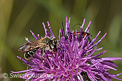 Knautien-Sandbiene (Andrena hattorfiana) auf Skabiosen-Flockenblume (Centaurea scabiosa) (C339082)