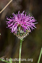 Skabiosen-Flockenblume (Centaurea scabiosa) (20.06.2025, C339099)