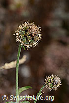 Centaurea scabiosa (C339100)