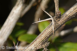 C339107: Gewöhnliche Berberitze (Berberis vulgaris)