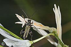 Graugrüner Schenkelkäfer (Oedemera virescens) an Astlose Graslilie (Anthericum liliago) (C339121) Graugrüner Schenkelkäfer (Oedemera virescens) an Astlose Graslilie (Anthericum liliago) (C339121)