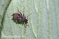 Rote Weichwanze (Deraeocoris ruber) (20.06.2025, C339124)