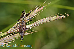 Photo: Didysmachus picipes