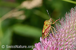 Purpur-Fruchtwanze (Carpocoris purpureipennis) an Purpur-Klee (Trifolium rubens)