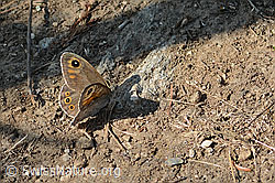 Foto: Braunauge (Lasiommata maera)