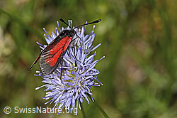 Berg-Jasione (Jasione montana)