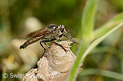 Schlichte Raubfliege (Machimus rusticus) (C339331)
