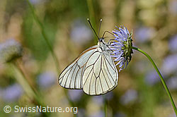 Berg-Jasione (Jasione montana)