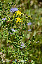 Gemeines Johanniskraut (Hypericum perforatum) (C339341)