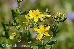 Gemeines Johanniskraut (Hypericum perforatum) (C339342)