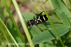 Clytus arietis (C339346)