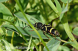Gemeiner Widderbock (Clytus arietis) (20.06.2025, C339347)