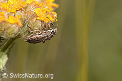 Gelbe Schafgarbe (Achillea tomentosa)