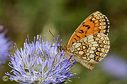 Berg-Jasione (Jasione montana)