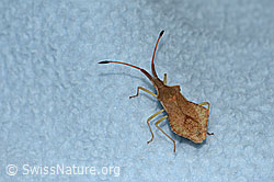 Rhombenwanze (Syromastus rhombeus) (C339442)
