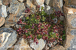 Saxifraga biflora (C342738)