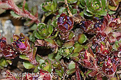 Saxifraga biflora (C342742)