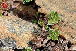 Saxifraga biflora (C342746)