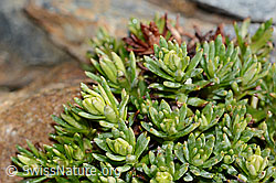 Bewimperter Steinbrech (Saxifraga aizoides) (C342750) Bewimperter Steinbrech (Saxifraga aizoides) (C342750)