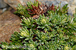 Bewimperter Steinbrech (Saxifraga aizoides) (C342753) Bewimperter Steinbrech (Saxifraga aizoides) (C342753)