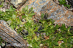 Campanula cenisia (C342755)