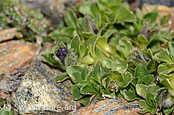 Campanula cenisia (C342757)