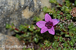 Gegenblättriger Steinbrech (Saxifraga oppositifolia) (C342761) Gegenblättriger Steinbrech (Saxifraga oppositifolia) (C342761)