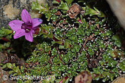 Gegenblättriger Steinbrech (Saxifraga oppositifolia) (C342762) Gegenblättriger Steinbrech (Saxifraga oppositifolia) (C342762)