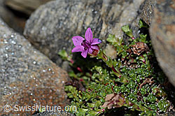 Gegenblättriger Steinbrech (Saxifraga oppositifolia) (C342765) Gegenblättriger Steinbrech (Saxifraga oppositifolia) (C342765)