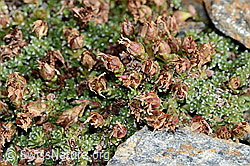 Gegenblättriger Steinbrech (Saxifraga oppositifolia) (C342766) Gegenblättriger Steinbrech (Saxifraga oppositifolia) (C342766)
